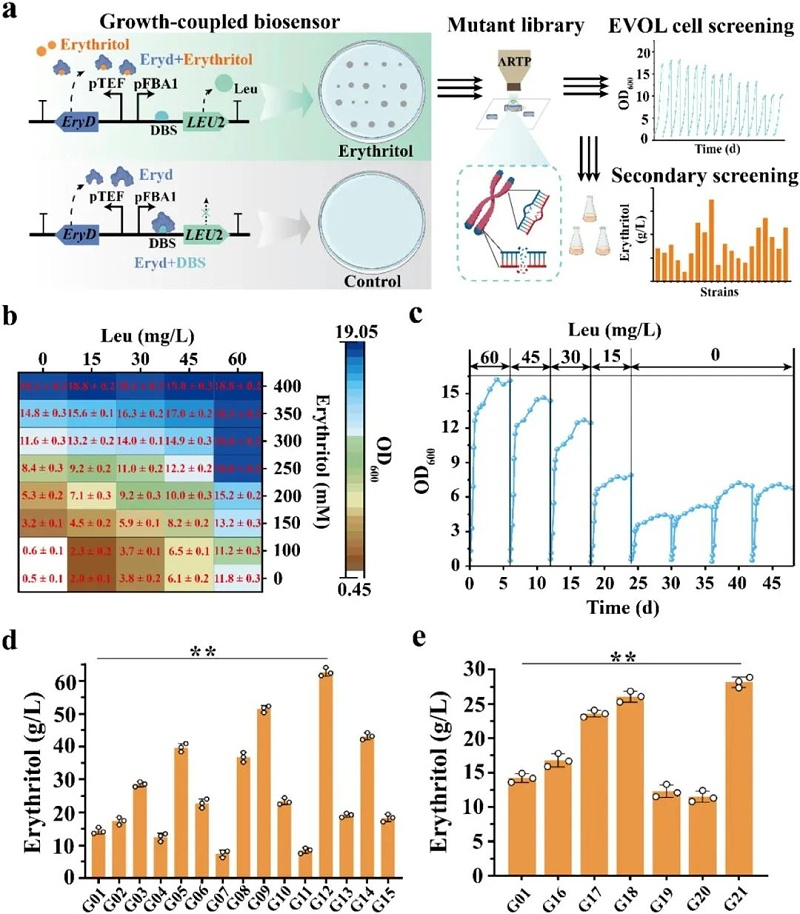 赤蘚糖規(guī)模生產(chǎn)