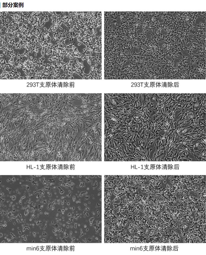 支原體清除效果