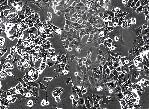 基因敲除細胞株-?MHCC97H KO-hKLF4?