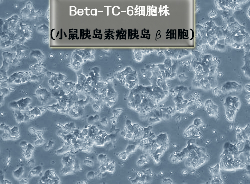 beta-TC-6細胞