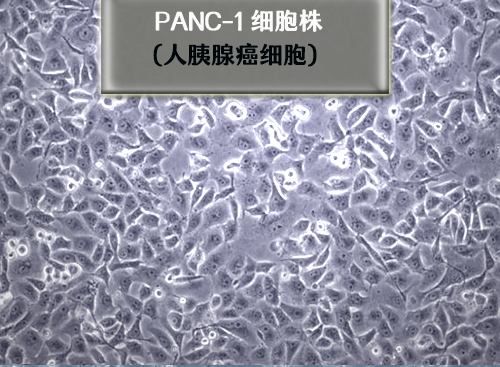 panc-1細胞