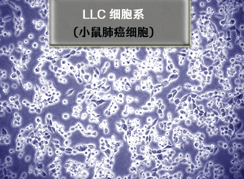小鼠肺癌細胞系-LLC細胞