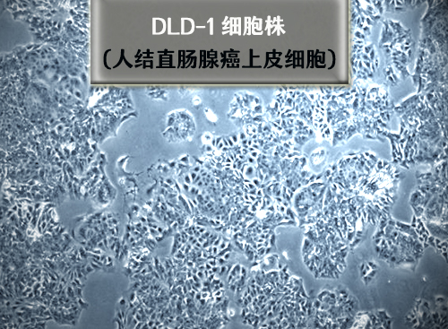 dld-1細胞