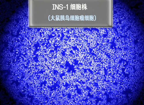 INS-1?細胞