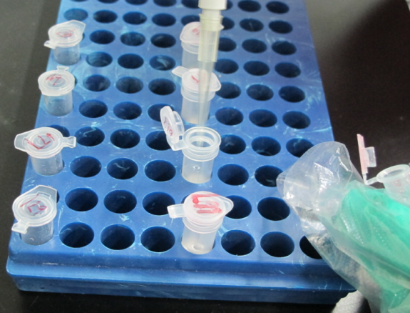 分子生物學(xué)實(shí)驗(yàn)