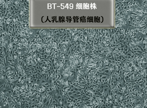 BT-549細胞