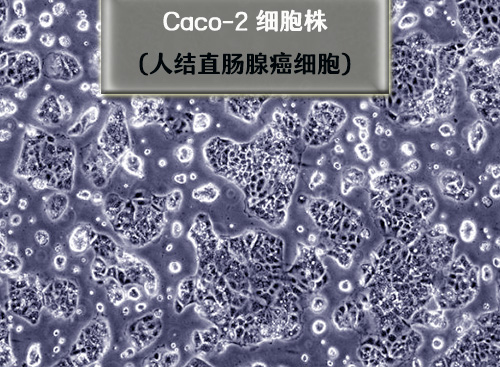 caco2細胞