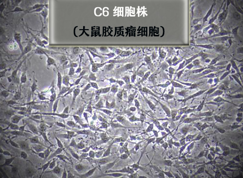 C6細胞?-大鼠膠質(zhì)瘤細胞?