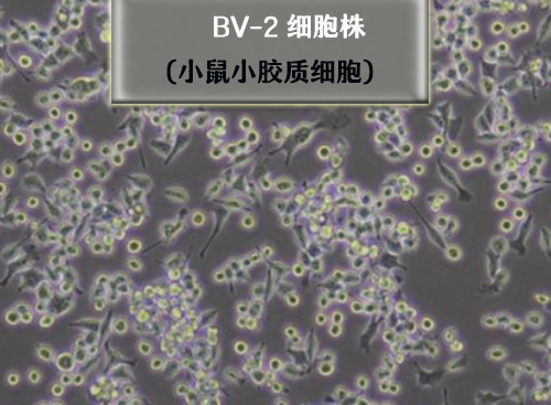 bv2小膠質(zhì)細胞
