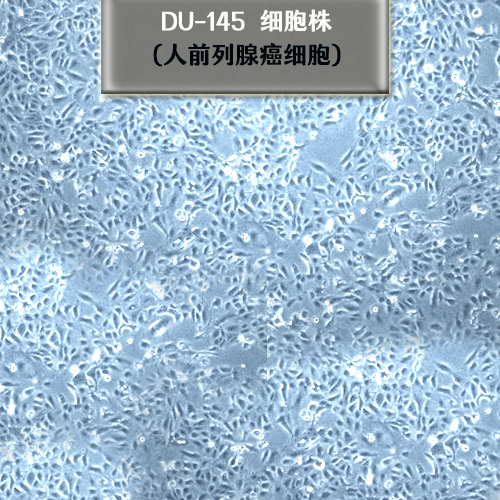 DU145細(xì)胞