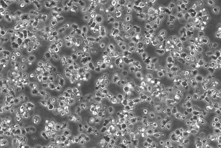 C1498 小鼠白血病細(xì)胞