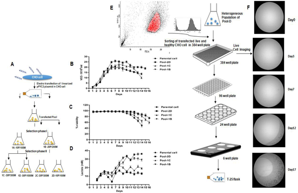 一種通過改造CHO 細(xì)胞提升抗體產(chǎn)量的新方法