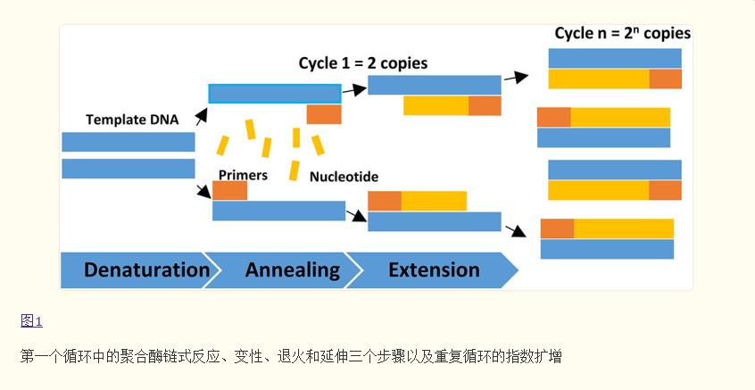 熒光定量PCR 反應(yīng)體系與反應(yīng)條件全解析