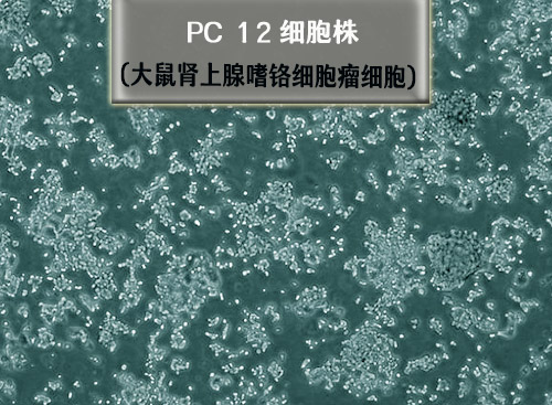 PC-12細胞